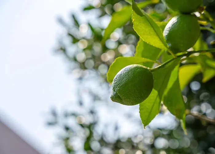 Pensión Guestready - Rosemary's Lovely With A Garden Oporto