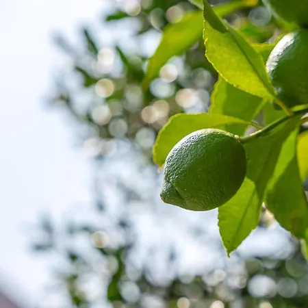 Gasthof Guestready - Rosemary's Lovely With A Garden Porto