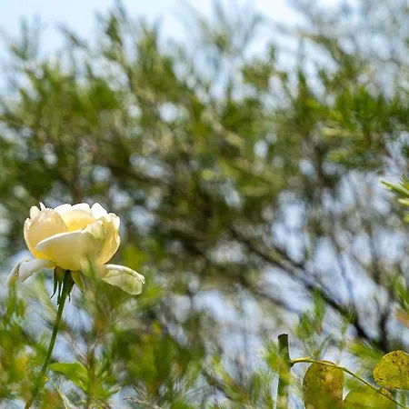 Guestready - Rosemary's Lovely With A Garden Porto