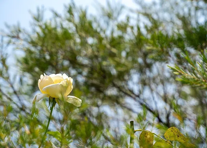 Guestready - Rosemary's Lovely With A Garden Porto